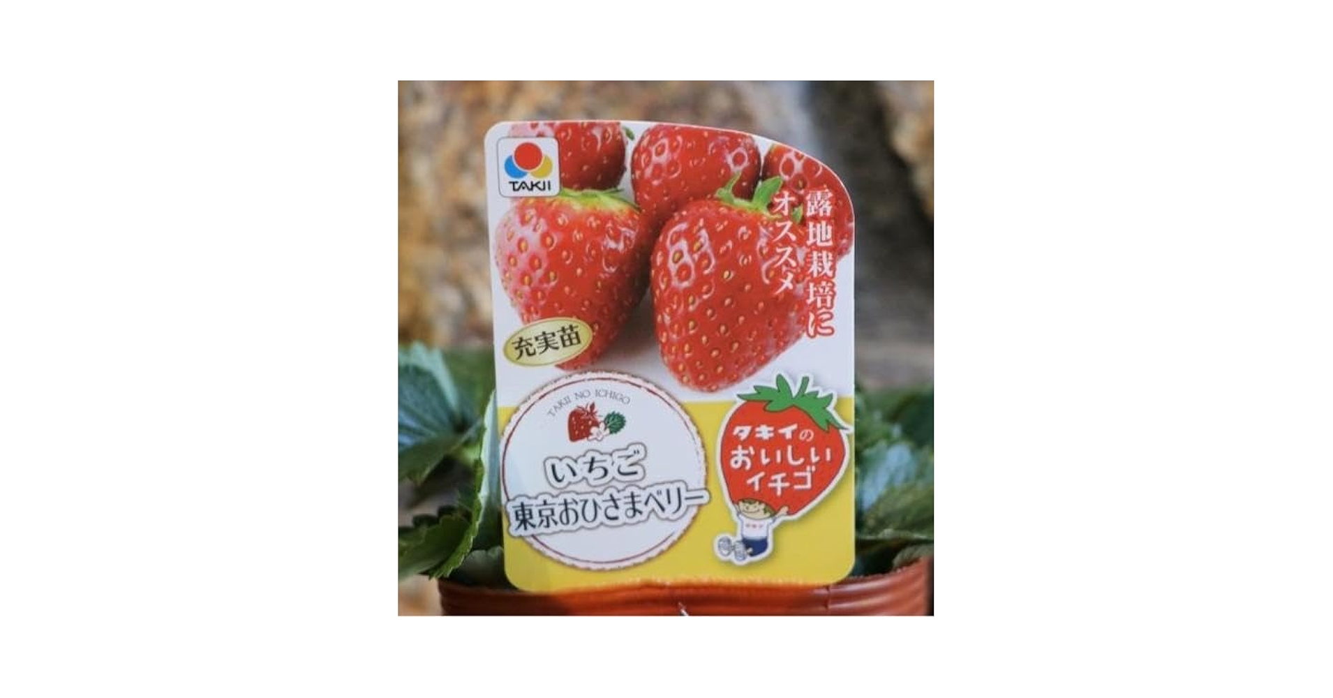 Amazon.co.jp: イチゴ苗 東京おひさまベリー 4号ポット苗 1株